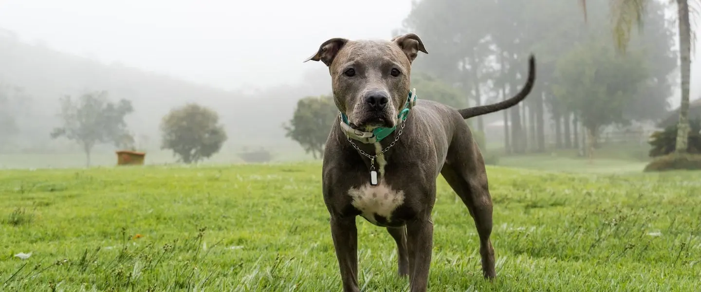 Dog Bite Lawyer Florida: Victim Rights & Compensation